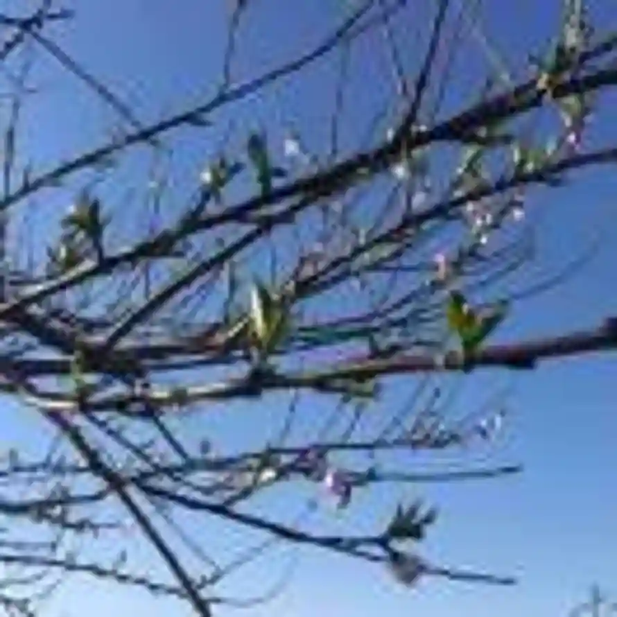 念头通达的头像