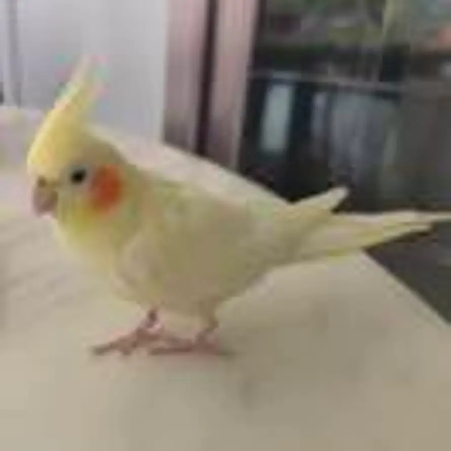 用户老肖的头像