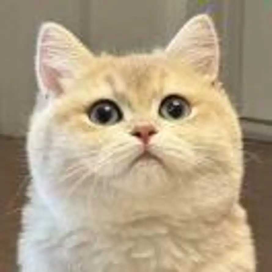Lucas.的头像