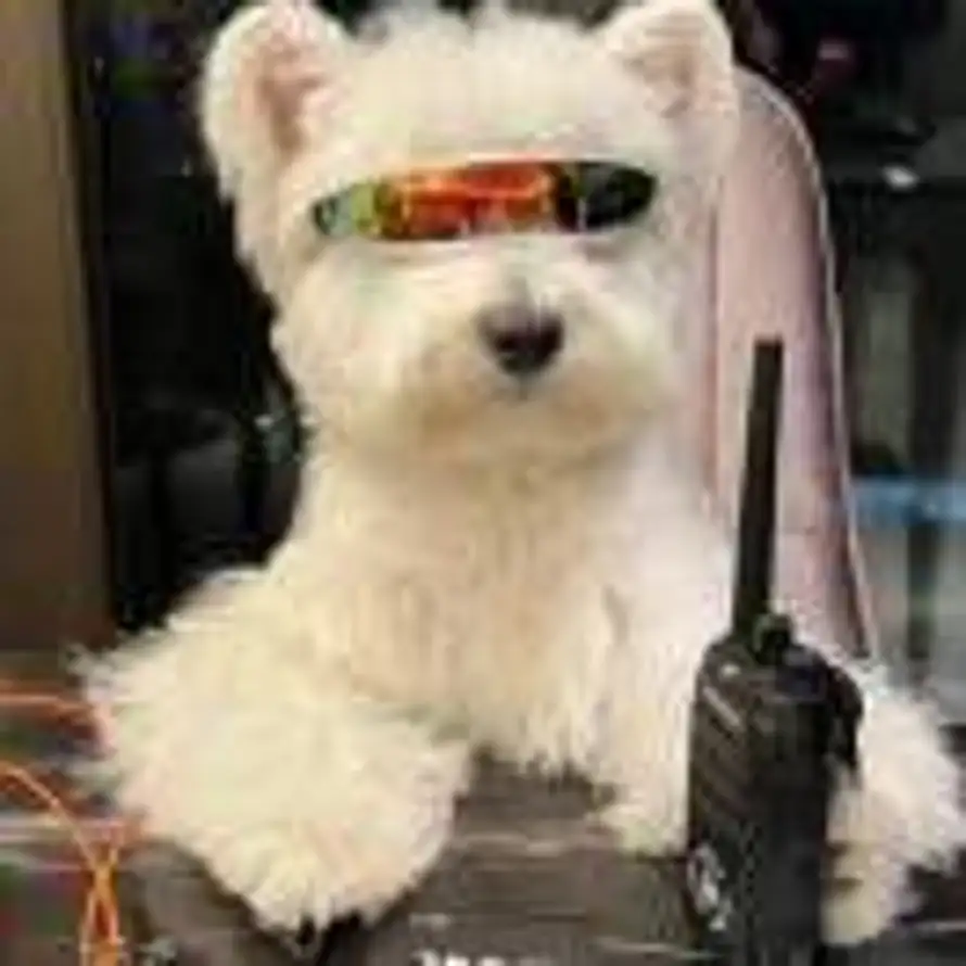 salted fish的头像