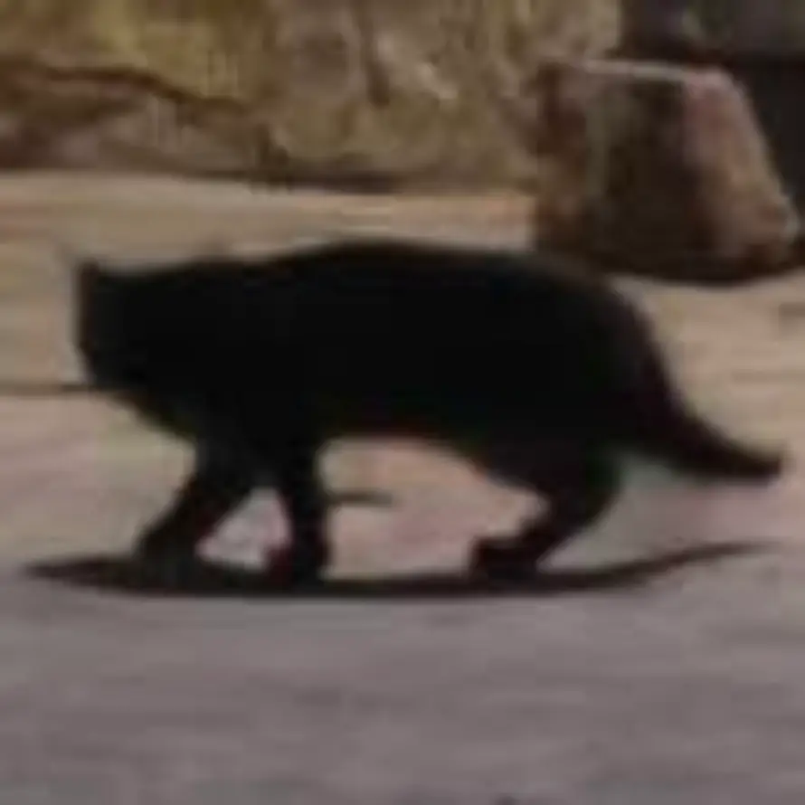 薛定谔的狼的头像