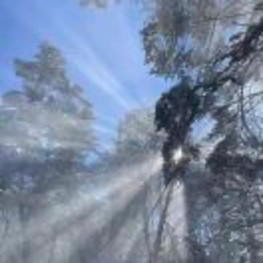 菠萝吹雪的头像