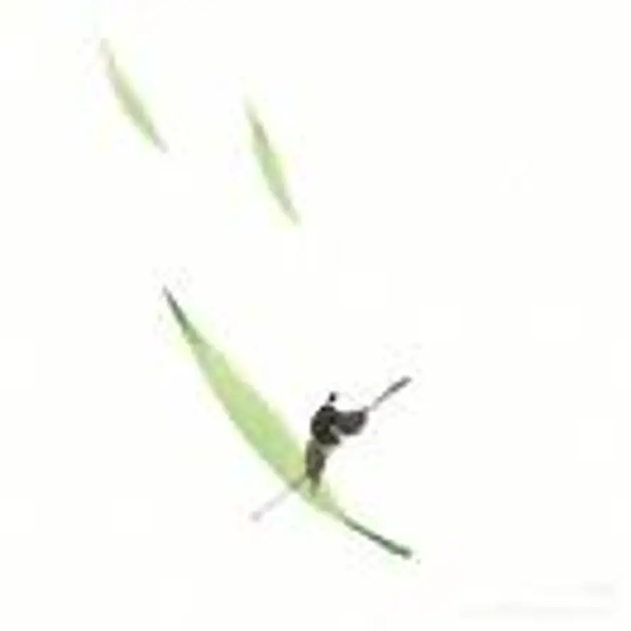 相里竹外的头像