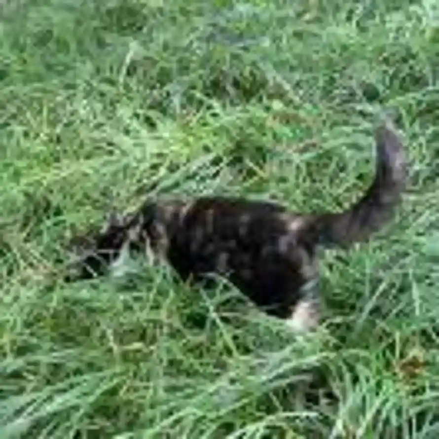 点横撇捺的头像