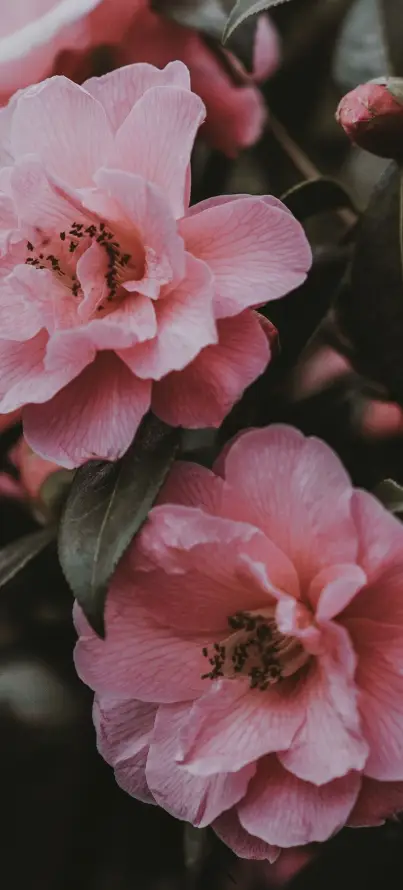 4k春日壁纸 - 花 - 暗调 - 植物「哲风壁纸」