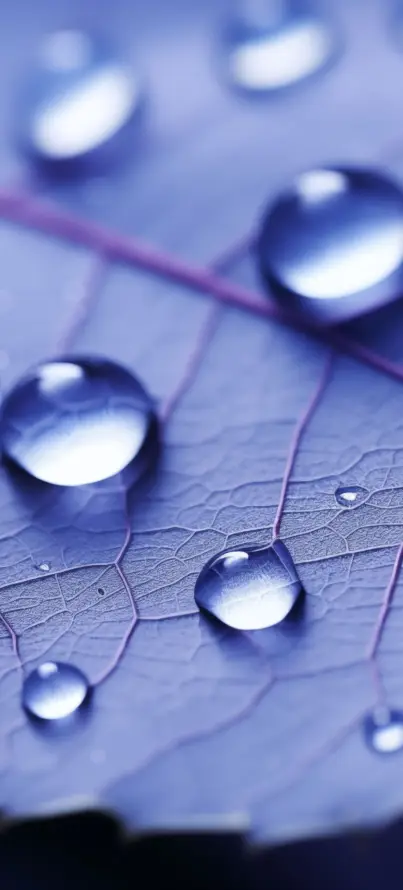 4k叶子壁纸 - 叶脉 - 微距 - 水珠「哲风壁纸」