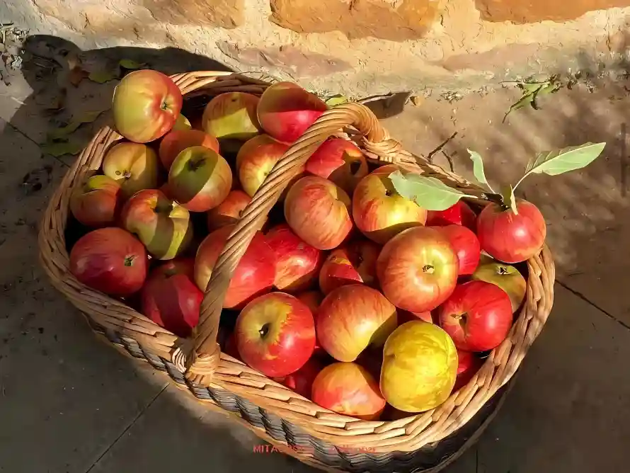 2k丰收壁纸-水泥地壁纸和果篮-新鲜水果壁纸推荐「哲风壁纸」