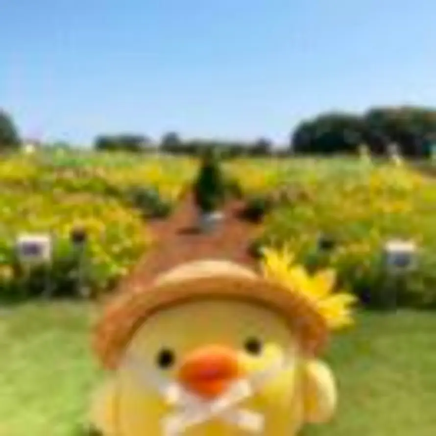 复仇的萝卜的头像