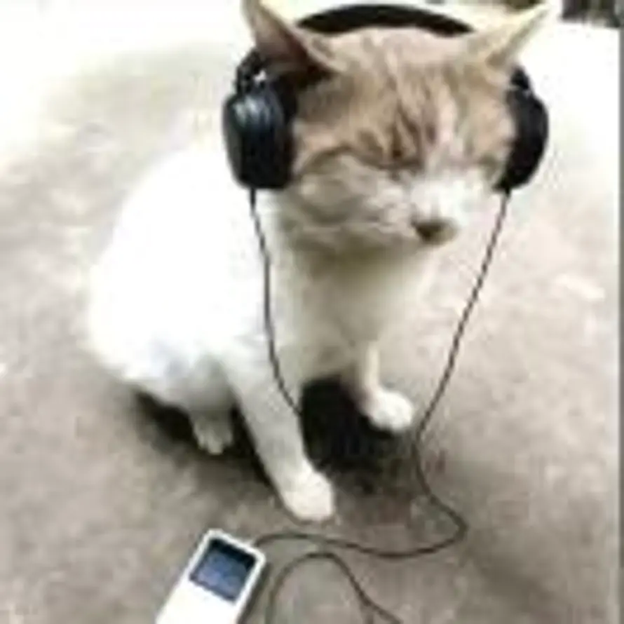 宫保鸡丁的头像