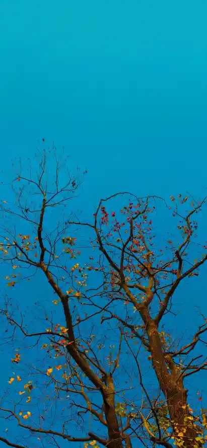 4k仰拍壁纸 - 晴空 - 枝桠 - 树干「哲风壁纸」