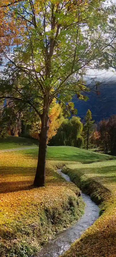 4k云层壁纸 - 手机 - 树林 - 溪流「哲风壁纸」
