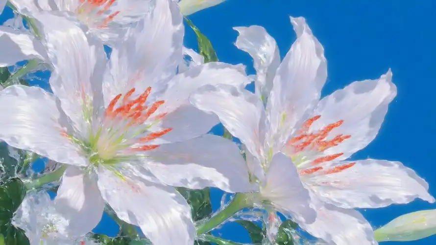 2k晶莹壁纸-绽放的 - 植物-橙色花蕊壁纸推荐「哲风壁纸」