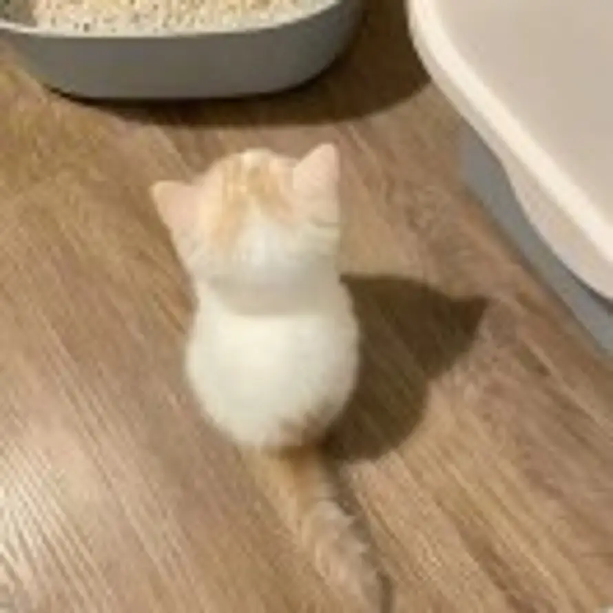 对牛调情的头像