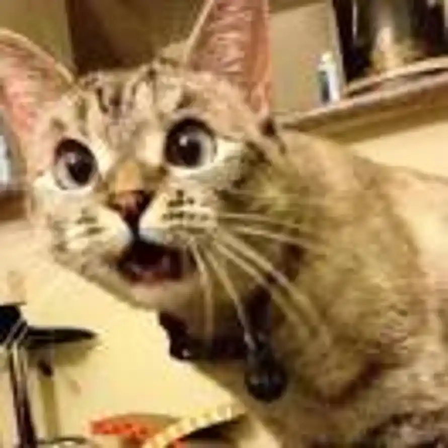 (=￣ ρ￣=) ..zzZZ傑的头像