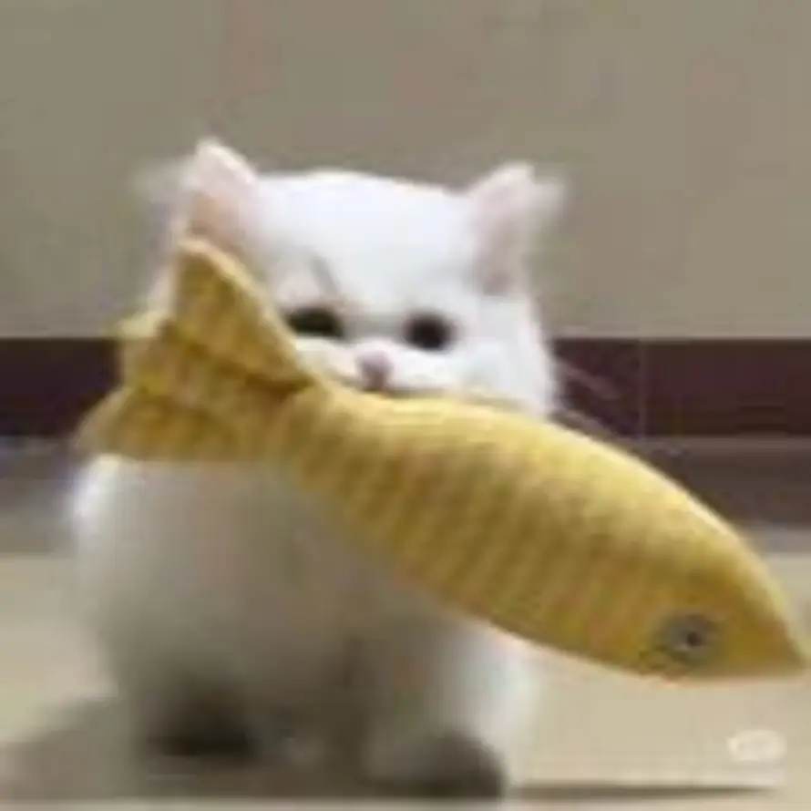 ꩵ招财包🌭的头像