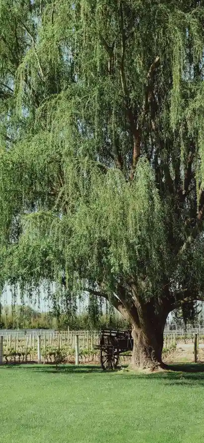 4k围栏壁纸 - 垂柳 - 户外 - 晴天「哲风壁纸」