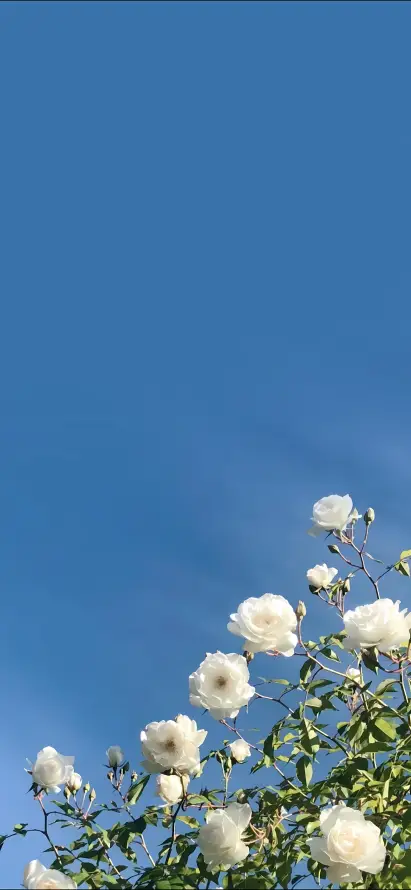 4k户外壁纸 - 明亮 - 晴空 - 植物「哲风壁纸」