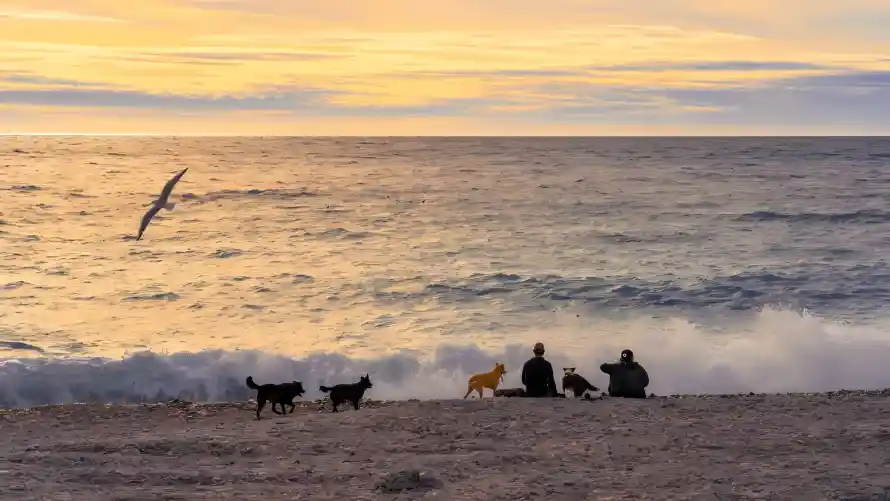 4k夕阳壁纸 - 小猫 - 日落 - 暖光「哲风壁纸」