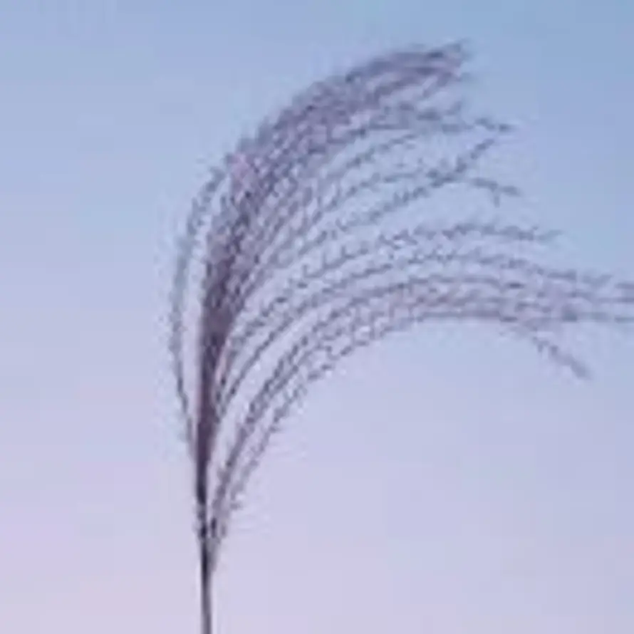 自然风 的头像
