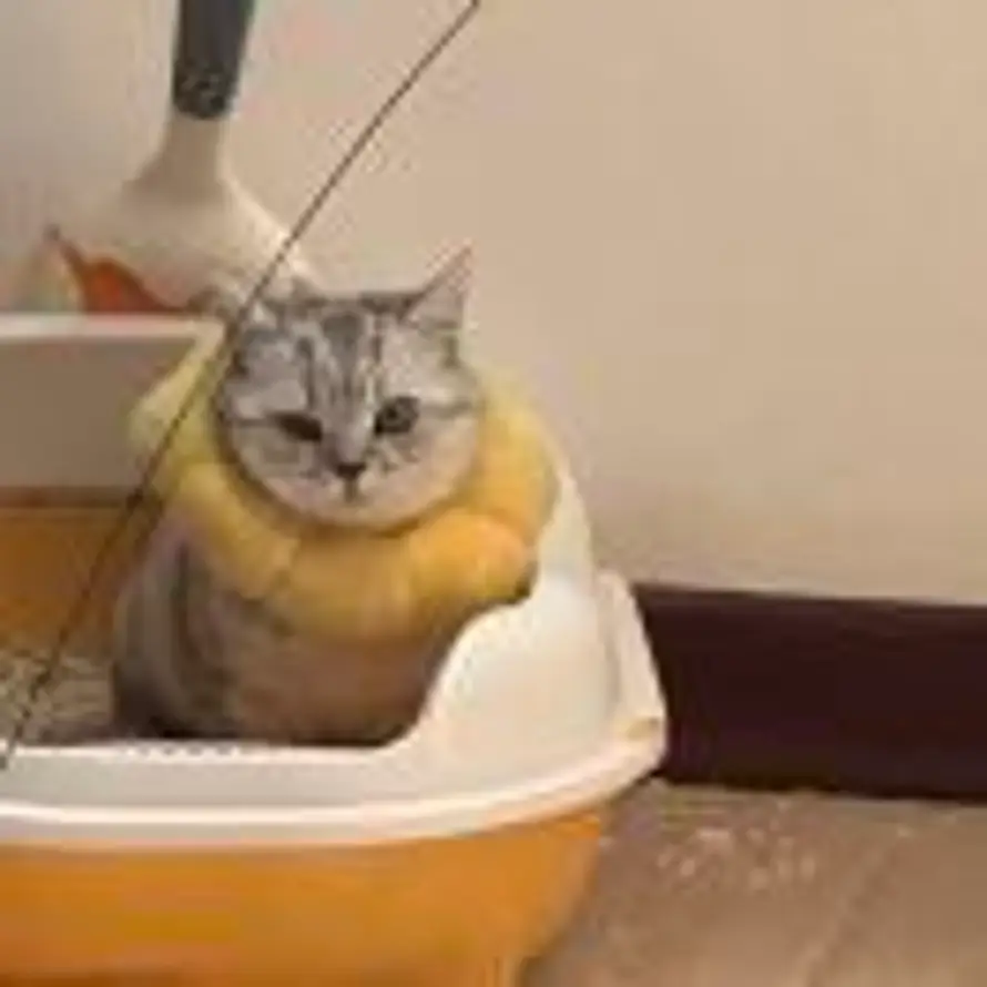 Cino🇨🇳的头像