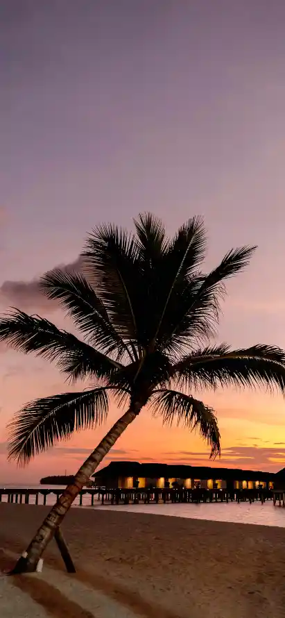 4k傍晚壁纸 - 剪影 - 度假 - 日落「哲风壁纸」