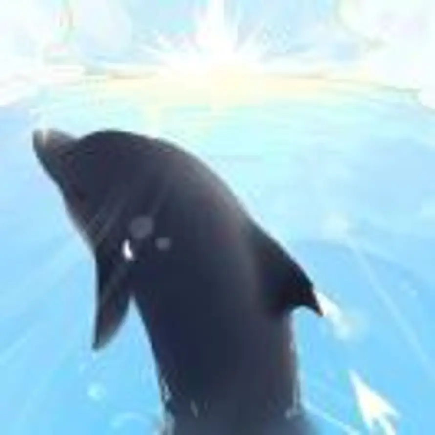 海豚的头像