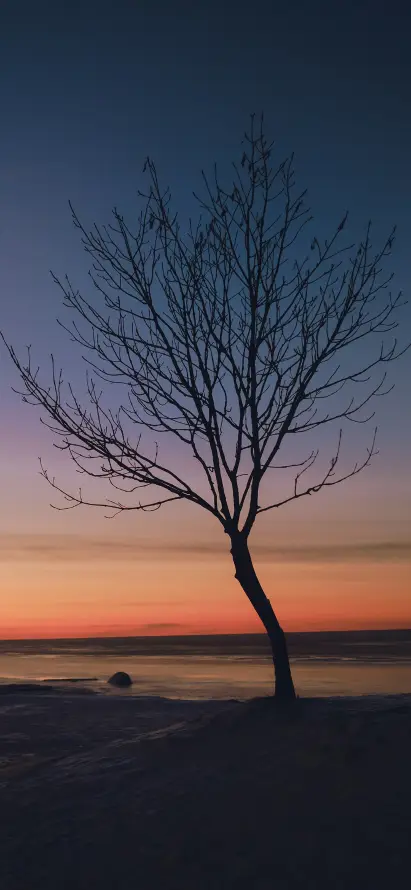 4k剪影壁纸 - 孤树 - 寂静 - 户外「哲风壁纸」