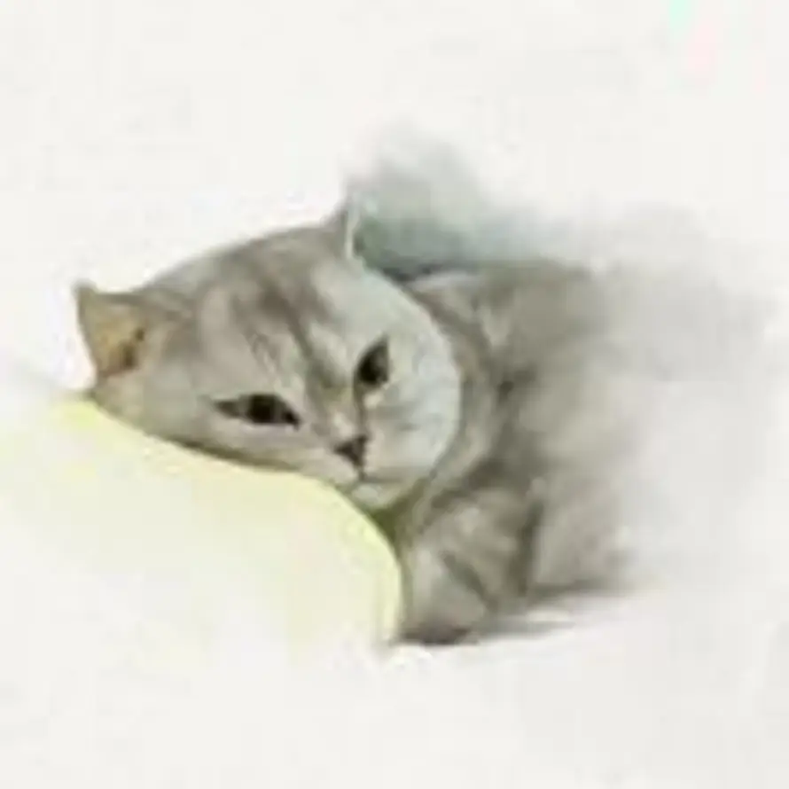 M｜沁园春律师的头像