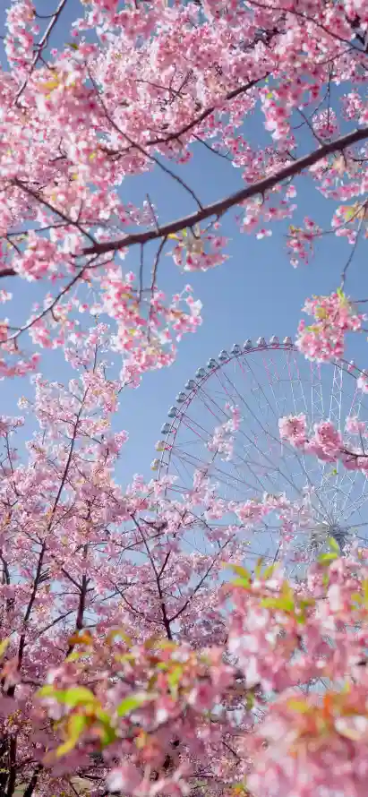 4k樱花壁纸 - 摩天轮 - 热门壁纸 - wallpaper「哲风壁纸」