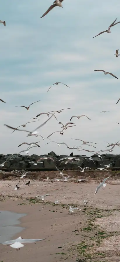 4k海鸥壁纸 - 沙滩 - 热门壁纸 - wallpaper「哲风壁纸」