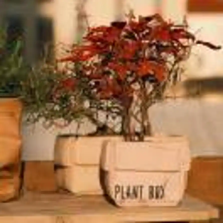 山茶花开在年糕里的头像