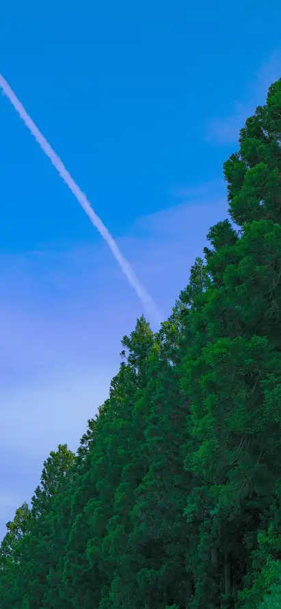 4k光束壁纸 - 户外 - 晴天 - 树木「哲风壁纸」