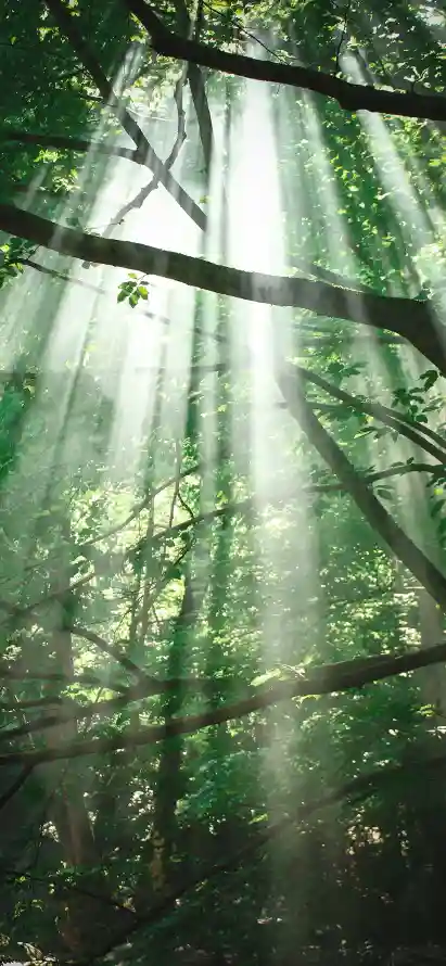 4k林间壁纸 - 树林 - 树枝 - 树荫「哲风壁纸」