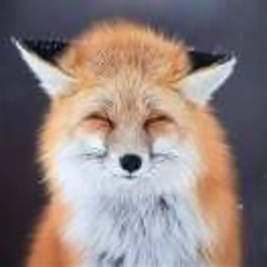 好吃的鱼的头像