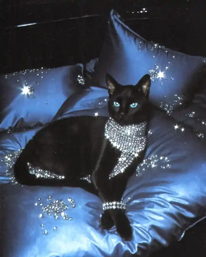 4k奢华壁纸 - 闪钻 - 黑猫 - 蓝眼睛「哲风壁纸」