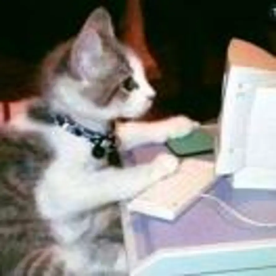 大蜘蛛哼唱的头像