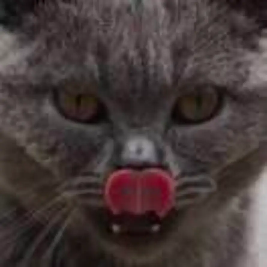 星 🌠大盗的头像