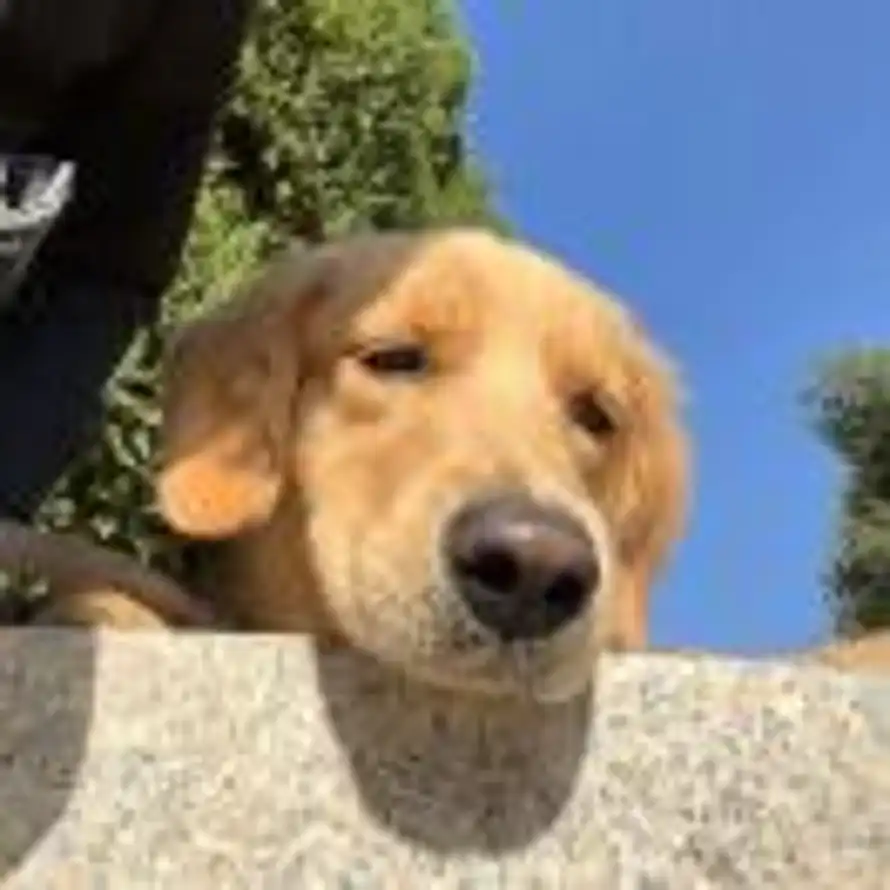 小李小李 彬彬有礼的头像