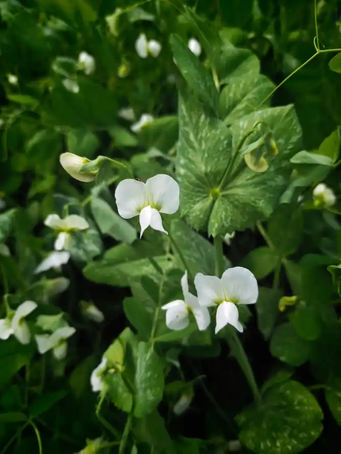 4k户外壁纸 - 植物 - 田园 - 绿叶「哲风壁纸」