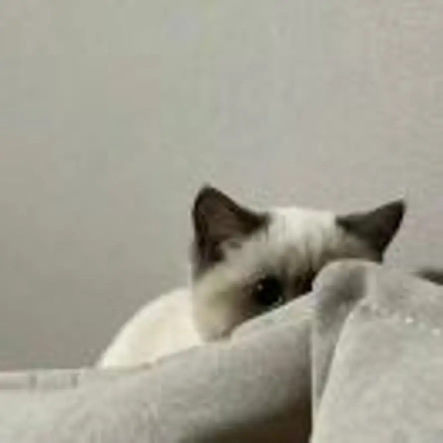 用户小臭臭💫的头像