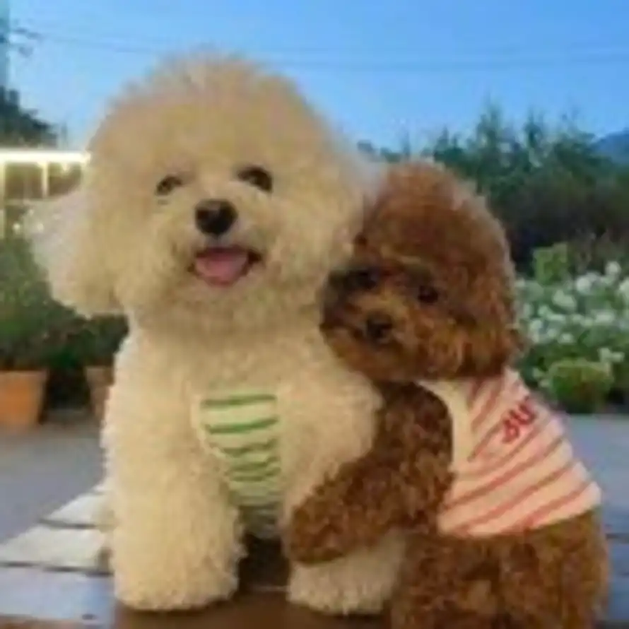 风吹叶落的头像