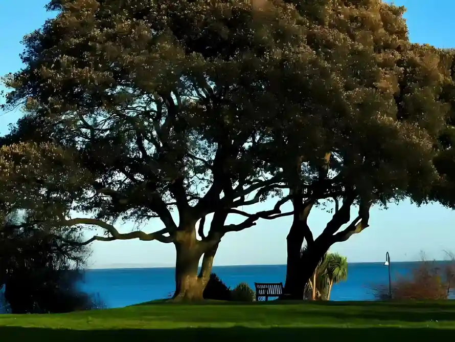 2k大树壁纸-长椅 - 草坪-免费下载「哲风壁纸」