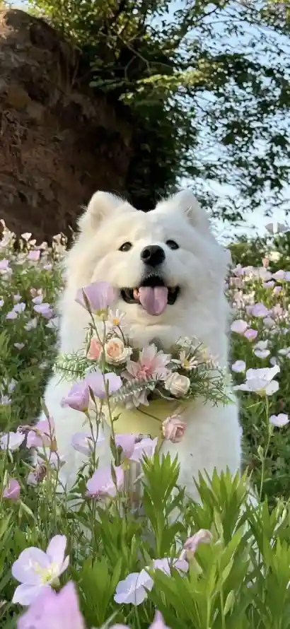 4k可爱壁纸 - 小狗 - 户外 - 治愈「哲风壁纸」