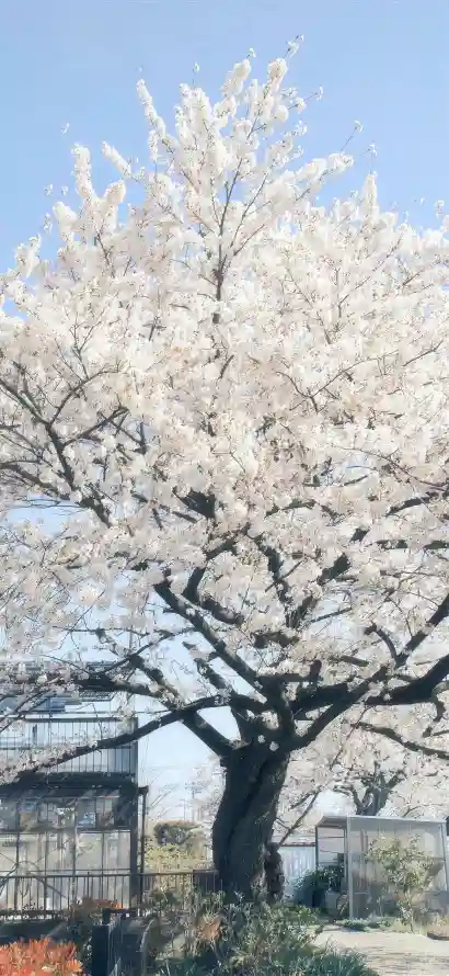 4k庭院壁纸 - 户外 - 春日 - 晴天「哲风壁纸」