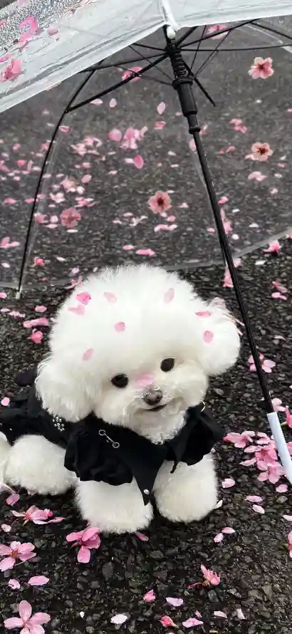 4k宠物壁纸 - 户外 - 春日 - 比熊「哲风壁纸」