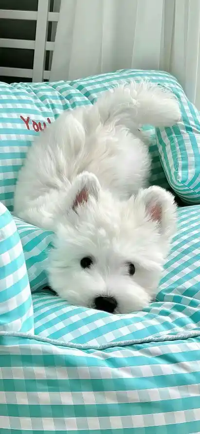 4k可爱壁纸 - 宠物 - 小狗 - 沙发「哲风壁纸」