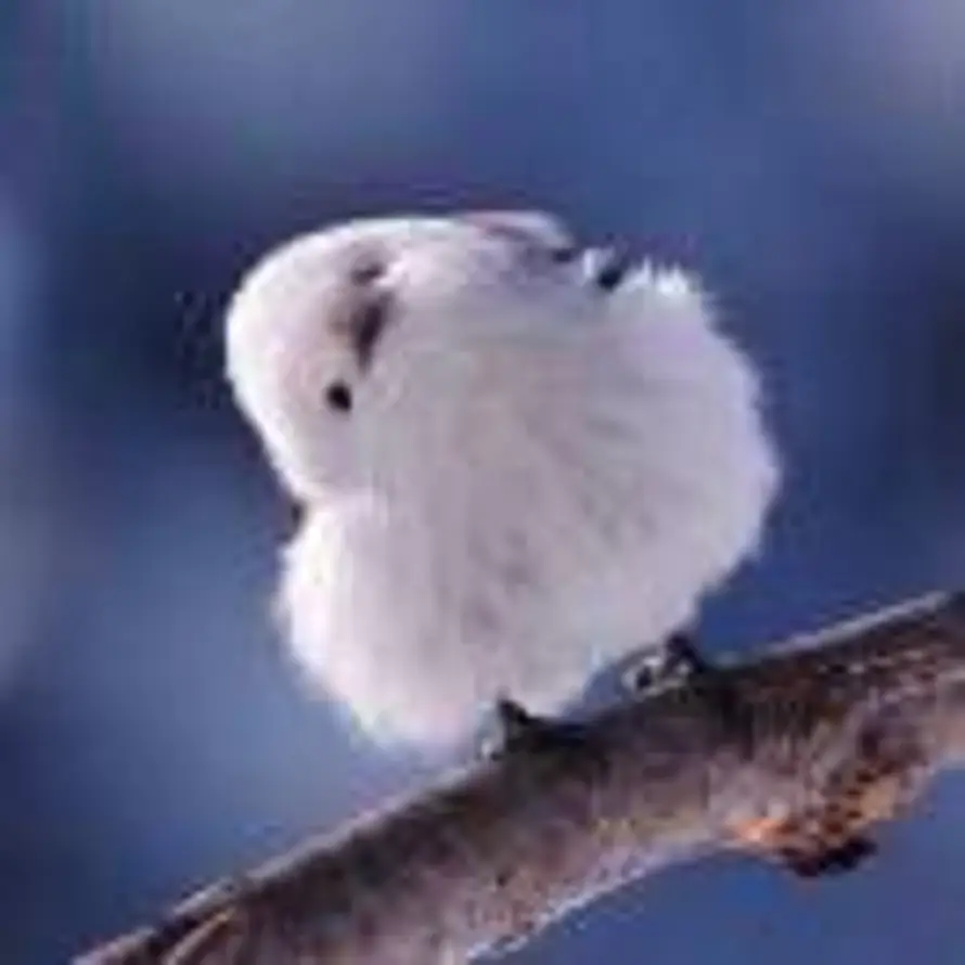 斜月风鸣琴的头像