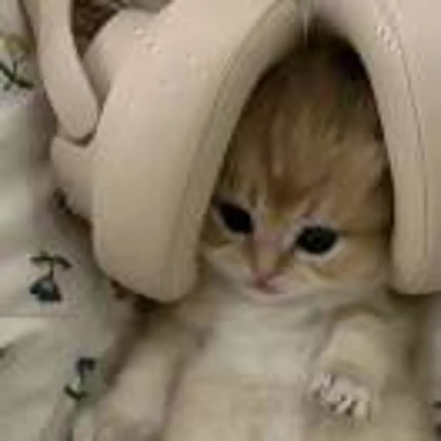 夜雨不寄北的头像