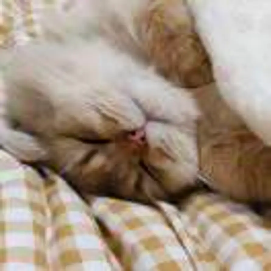 精神状态良好的头像