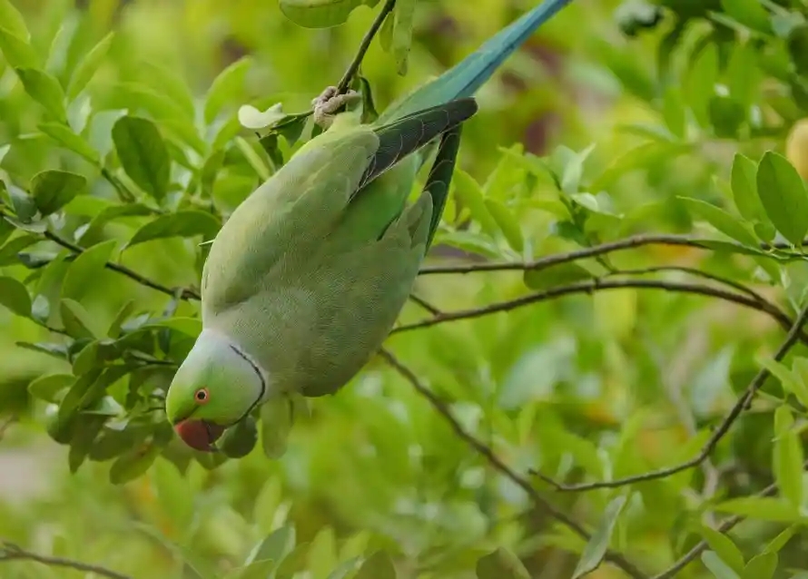 4k绿色壁纸 - 全绿色 - 热门壁纸 - wallpaper「哲风壁纸」